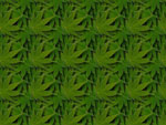 Fond ecran cannabis 16