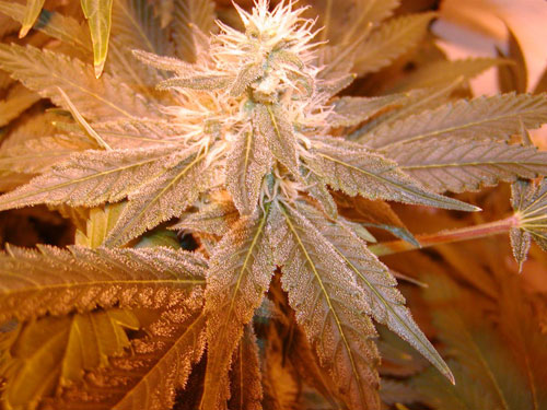 telecharger fond d'ecran cannabis 6