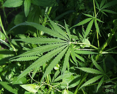 telecharger fond d'ecran cannabis 7