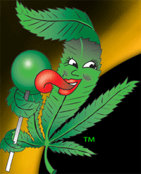 sucette au cannabis